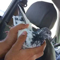 کبوتر باختی سه عدد