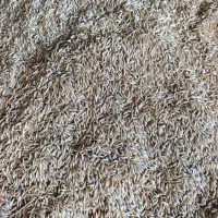 جودامی داخلی