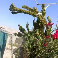 فروش کاکتوس|گل و گیاه طبیعی|جم, |دیوار