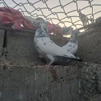 ک،ب،و،ت،ر|پرنده|چابهار, |دیوار