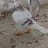 نر پیازی اصل