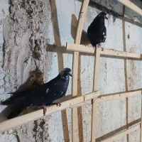 کبوتر|پرنده|اصفهان, منتظرالمهدی|دیوار