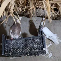 جفت کبوتر طوقی عتیقه در روستای سرله|پرنده|رامهرمز, |دیوار