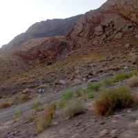 کودگوسفند