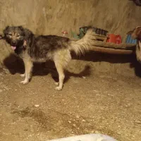 سلام سگ قدرجانی قیمت توافقی