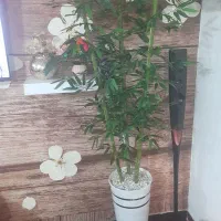 گل بانبو خیزران|گل مصنوعی|کرج, خرمدشت|دیوار