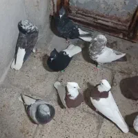 دمسفید تیپی زرنگ|پرنده|ایلام, |دیوار