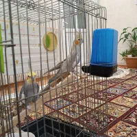 عروس هلندی|پرنده|اردبیل, |دیوار