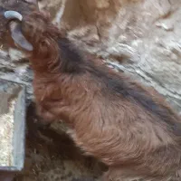 یک عدد بزخاله گم شده