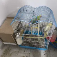 کوتوله برزیلی ، عروس هلندی|پرنده|علی‌آباد کتول, |دیوار