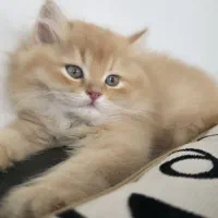 پسر با اصالت خاص