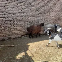 قوچ و شیشک بره ماده