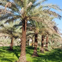 شهر سیرجان لایق زیباترین نخل ها