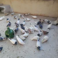 کبوتر|پرنده|تهران, زرکش|دیوار