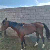 فروش اسب
