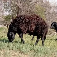 بره قوچ یک یک