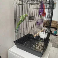 طول ملنگو|پرنده|مشهد, کشف|دیوار