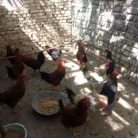 خروس|حیوانات مزرعه|مهریز, |دیوار