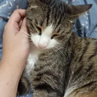 گمشده - گربه نر یکساله|حیوانات|تهران, سلسبیل شمالی|دیوار