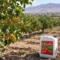 باغدار نیشابور بعد از برداشت پسته باغت رو رها نکن