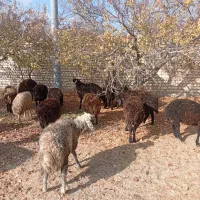 بره نر پرواری و کشتاری