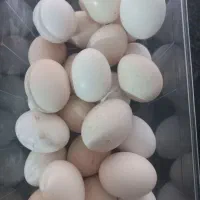 ۳۰عدد تخم محلی