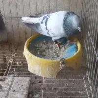 سبز دمسفید کلایی