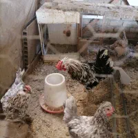 تخم مرغ نطفه دار گلین لری اصیل