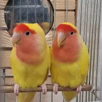 طوطی‌برزیلی‌رخ‌هلویی