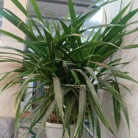 گل پاندانوس|گل و گیاه طبیعی|خمینیشهر, |دیوار