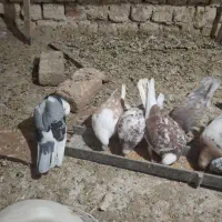 کبوتر