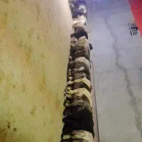 بره نره فروشی