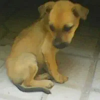 دوتوله سگ نژاد دار پیت بول