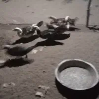 اردک ایسرایلی  اردک دورگه|حیوانات مزرعه|چاف و چمخاله, |دیوار