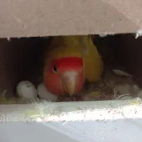 طوطی برزیلی|پرنده|گنبد کاووس, |دیوار