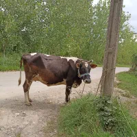 گاو ماده