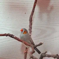 تعدادی فنج زیرا رنگ خاص