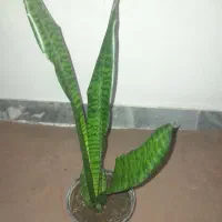 گل سانسوریا