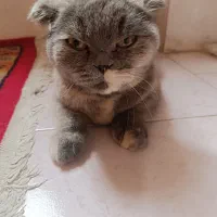 واگذاری گربه