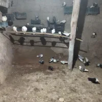 به دلیل کوچ|پرنده|جلگه شوقان, |دیوار