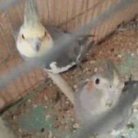 2/000/000|پرنده|برخوار, |دیوار