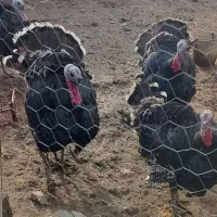 بوقلمون نرمحلی