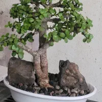 بونسای یوکا ،یشم یا گیاه ثروت خرفه ( جید)