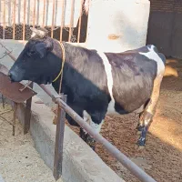 ماده‌گاو‌چاق‌کشتاری،گاو‌چاق،گوساله