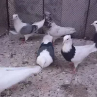 چنتا جفت کبوتر خوب