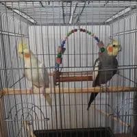 یک جفت عروس هلندی|پرنده|بندر انزلی, طالب آباد|دیوار