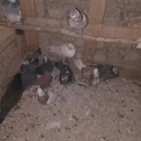 کبوتر|پرنده|ماکو, |دیوار