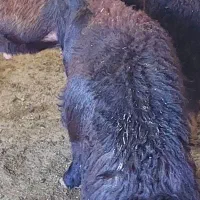 بره نر|حیوانات مزرعه|سنندج, |دیوار