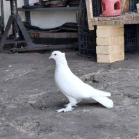 کبوتر سفید کاکلی