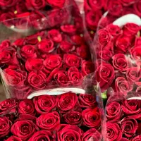 رز هلندی گرید بالا و تازه بار مستقیم از بازار|گل و گیاه طبیعی|تهران, بازار|دیوار